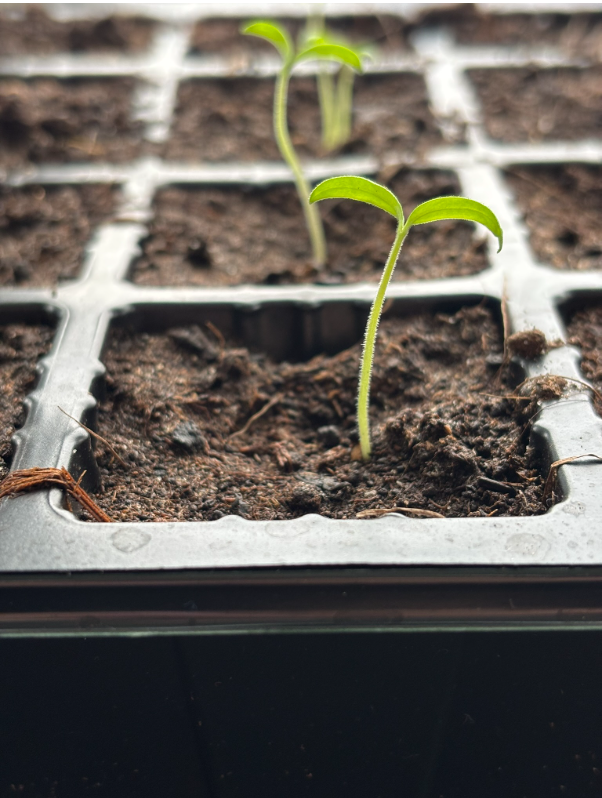 Mellanstor tomatplanta